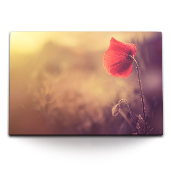 120x80cm Wandbild auf Leinwand Rote Mohnblume Blume Blüte Wildblume Natur