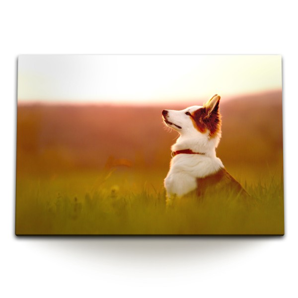 Paul Sinus Art 120x80cm Wandbild auf Leinwand Kleiner Hund Natur Landschaft Tierfotografie