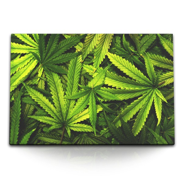 Paul Sinus Art 120x80cm Wandbild auf Leinwand Cannabis Hanf Hanfblätter Hanfpflanze Grün Fotokunst