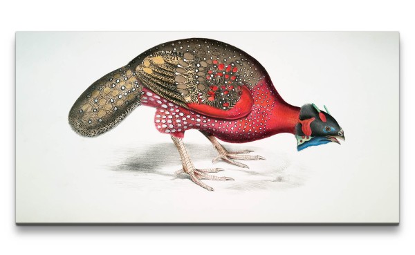 Paul Sinus Art Remaster 120x60cm Alte Illustration Zoologie Bengal Horned Pheasant Prachtvolle Vogel