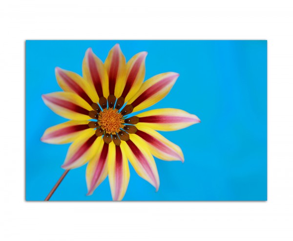 Paul Sinus Art 120x80cm Blume Blüte exotisch tropisch