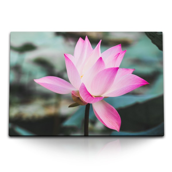 Paul Sinus Art 120x80cm Wandbild auf Leinwand Lotus Lotusblume Blume Wasserblume Blüte