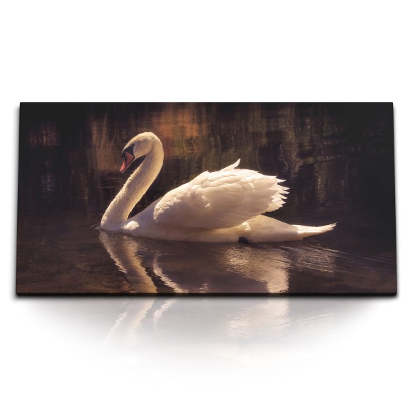 Paul Sinus Art Kunstdruck Bilder 120x60cm Weißer Schwan See Natur Vogel Tierfotografie