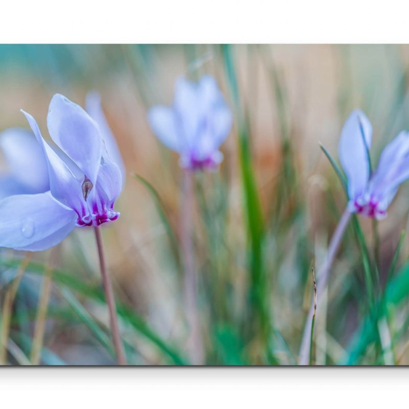 Fotografie  Wiese mit Alpenveilchen – Leinwandbild