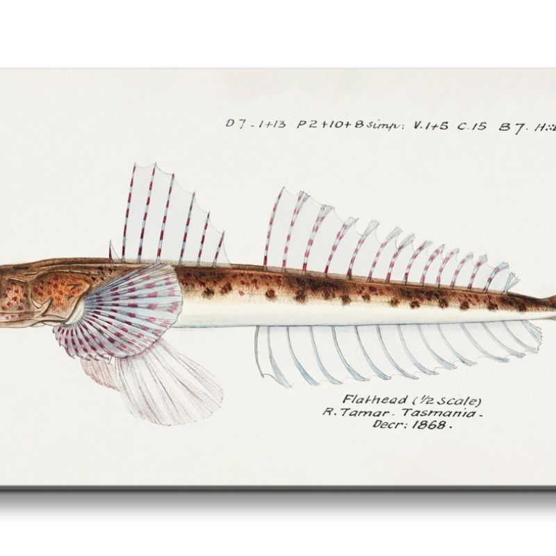 Remaster 120x60cm Vintage Illustration Fisch Tasmanien Forschung Evolution Dekorativ