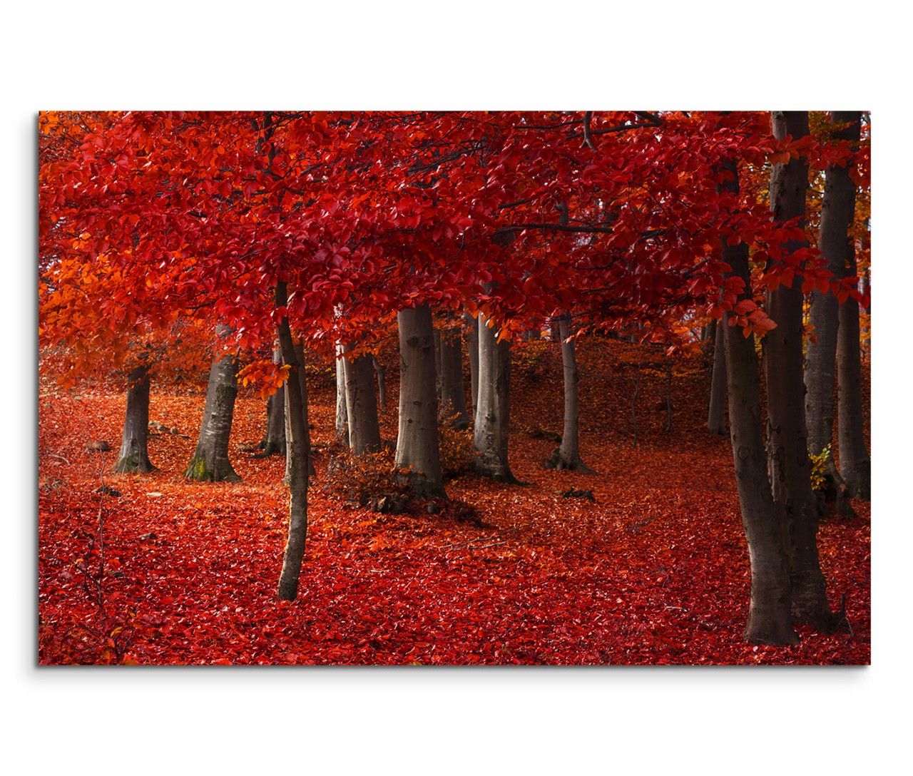 120x80cm Wandbild Wald Herbst Blätter Laubboden