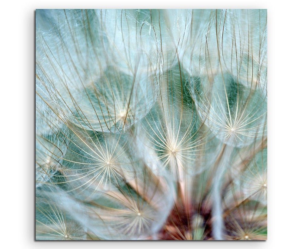 Naturfotografie –  Pusteblumen im Detail auf Leinwand