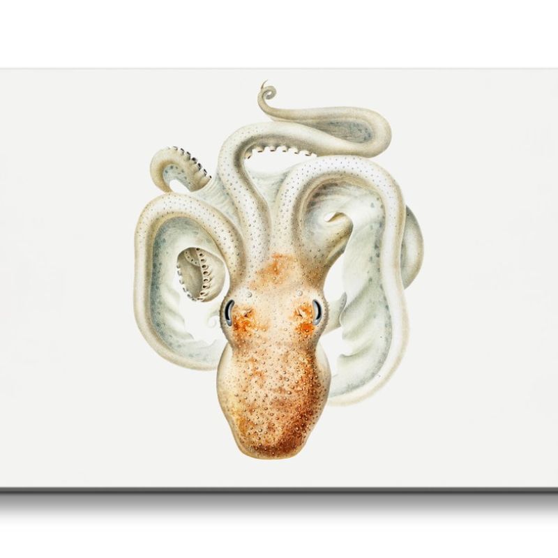 Remaster 120x60cm Schöne alte Illustration Oktopus Tiefsee Vintage Dekorativ Kunstvoll