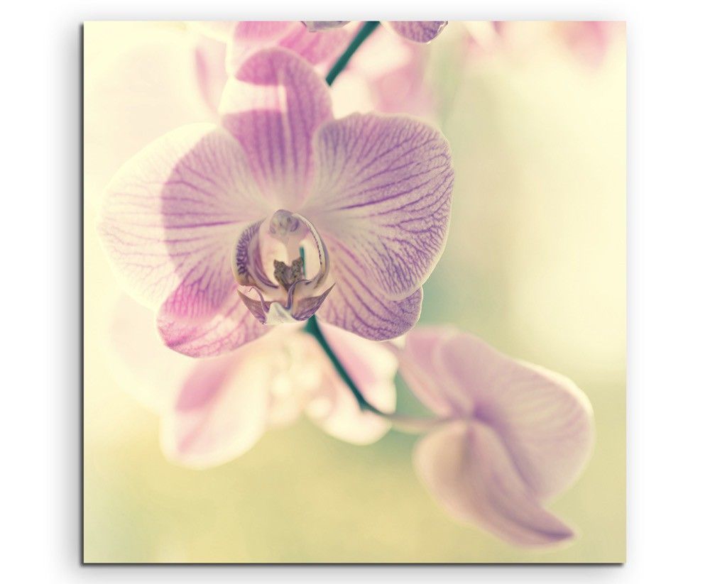 Naturfotografie –  Lila gestreifte Orchideen auf Leinwand