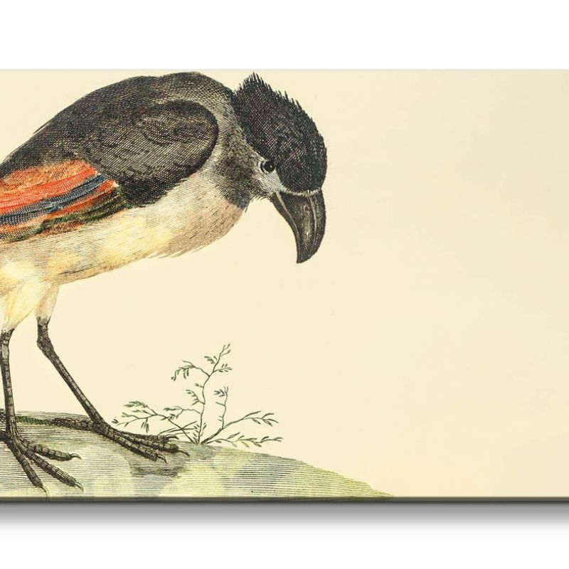 Remaster 120x60cm Johan Teyler Illustration Kahnschnabel Vogel Vintage Kunstvoll Dekorativ