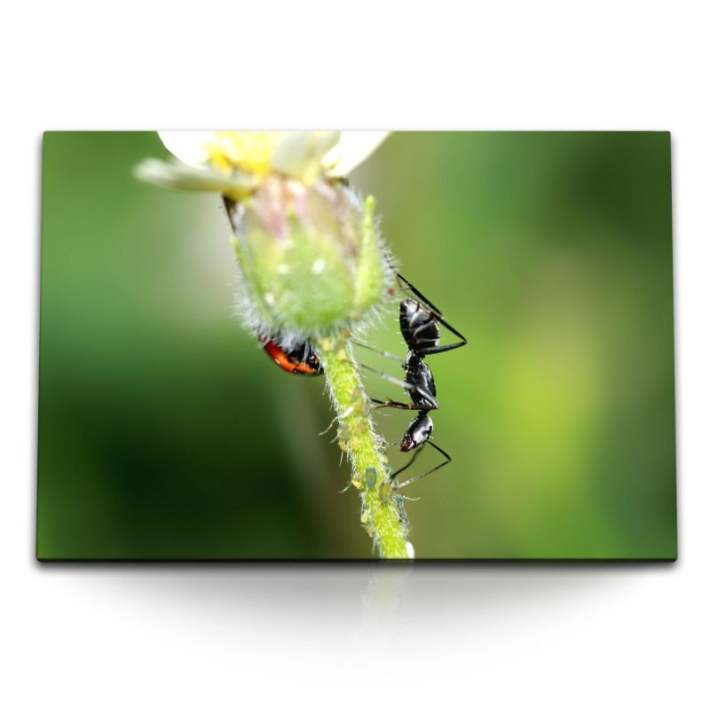 120x80cm Wandbild auf Leinwand Makrofotografie Ameise Pflanze Grün Natur