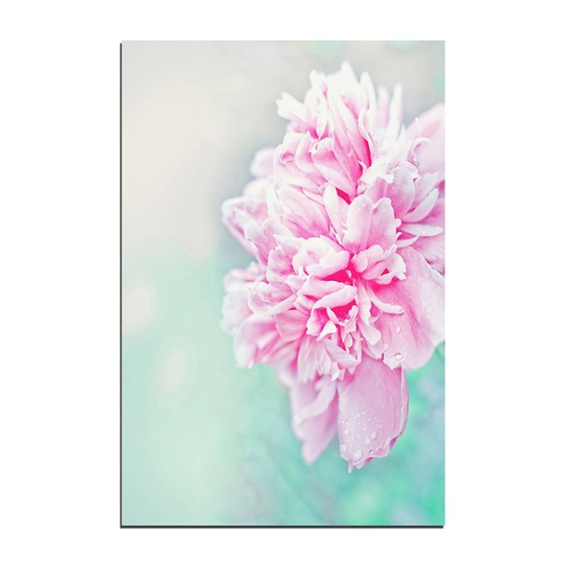 120x80cm Pfingstrose Blume rosa Hintergrund floral