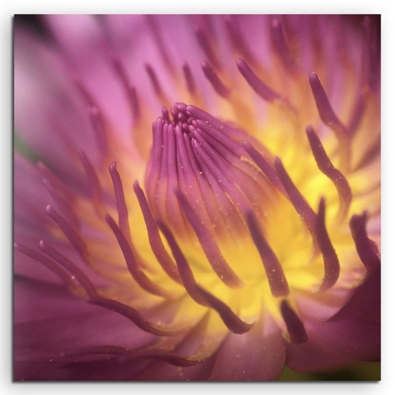 Naturfotografie –  Pinke Lotusblüte mit Pollen auf Leinwand