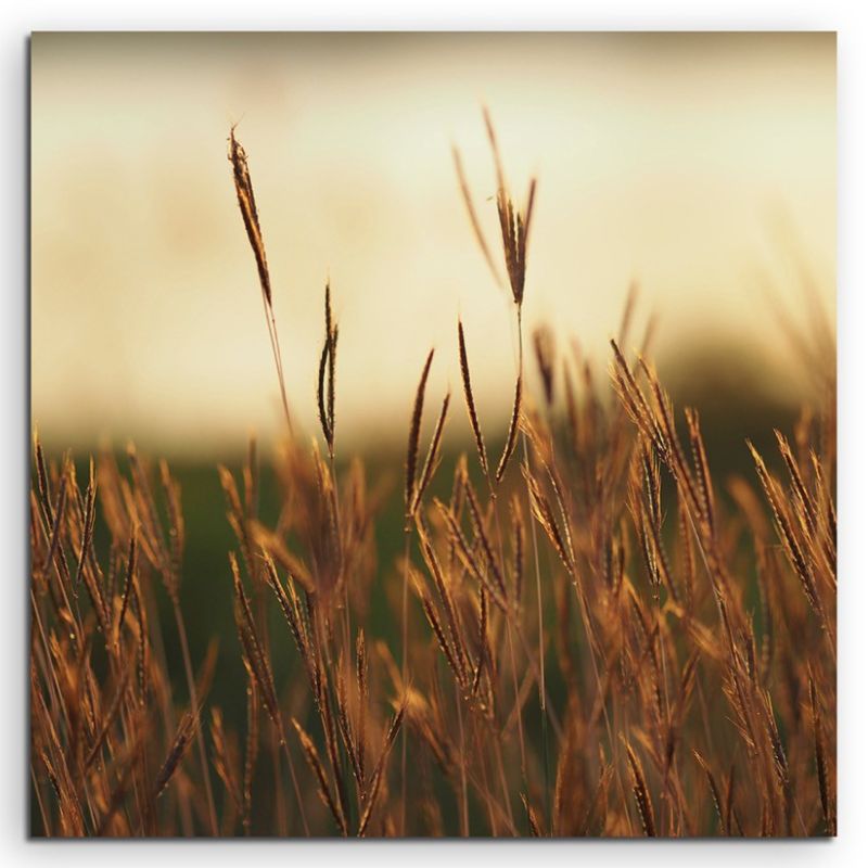 Naturfotografie –  Grasblüten in der Abenddämmerung auf Leinwand