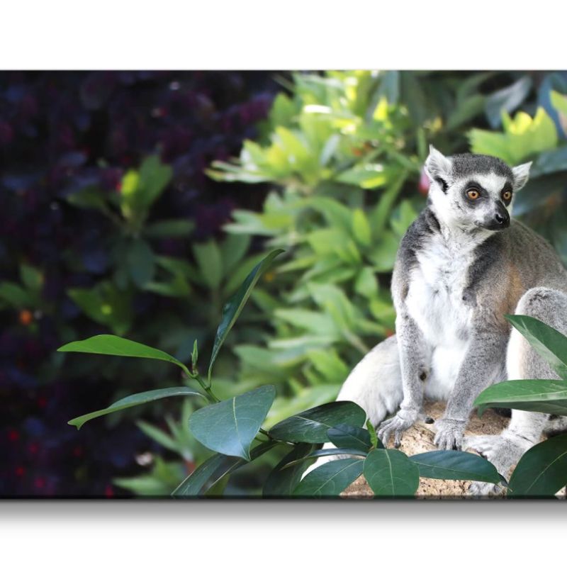 Leinwandbild 120x60cm Lemur Primat Tierfotografie kleiner Affe Äffchen Madagaskar