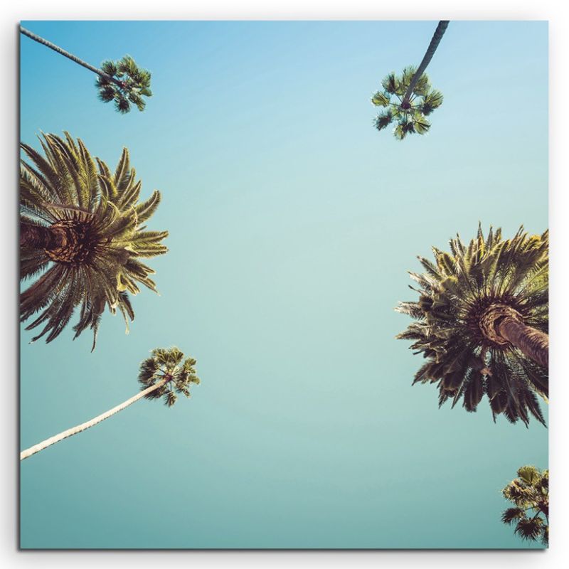 Naturfotografie – Palmen vor blauem Himmen, Los Angeles, USA auf Leinwand