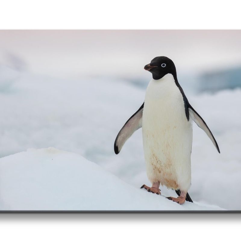 Leinwandbild 120x60cm Pinguin auf Eisberg Schnee schönes Tier Tierfotografie