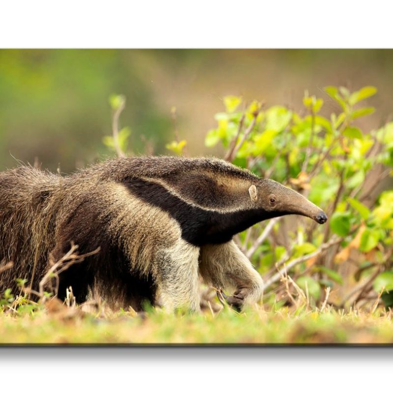 Leinwandbild 120x60cm Ameisenbär Tier Natur Fell Gras Wiese Wildnis