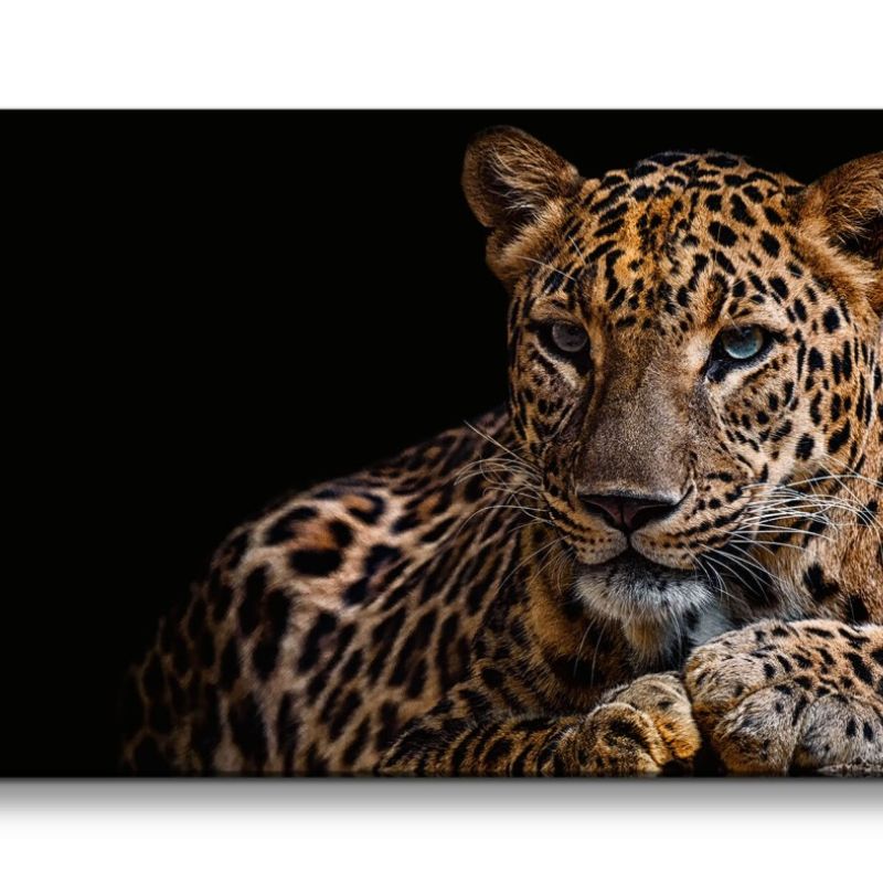 Leinwandbild 120x60cm Jaguar Raubkatze schönes Tier Katze Wild Dschungel