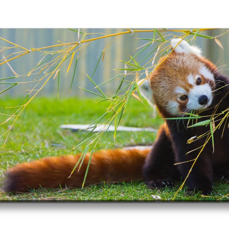 Leinwandbild 120x60cm Kleiner roter Panda Süß Niedlich Knuddelig Flauschig