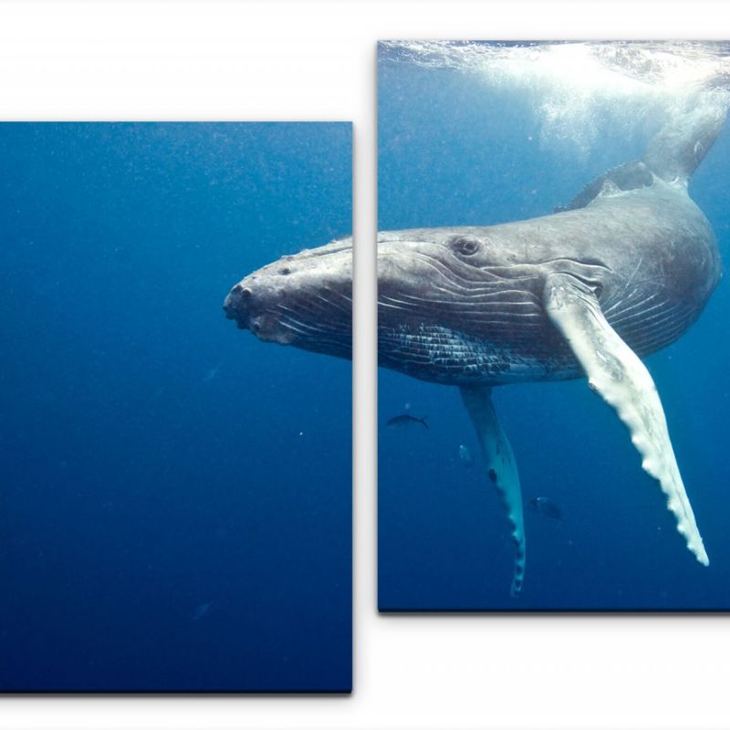 Waal unter Wasser Wandbild in verschiedenen Größen