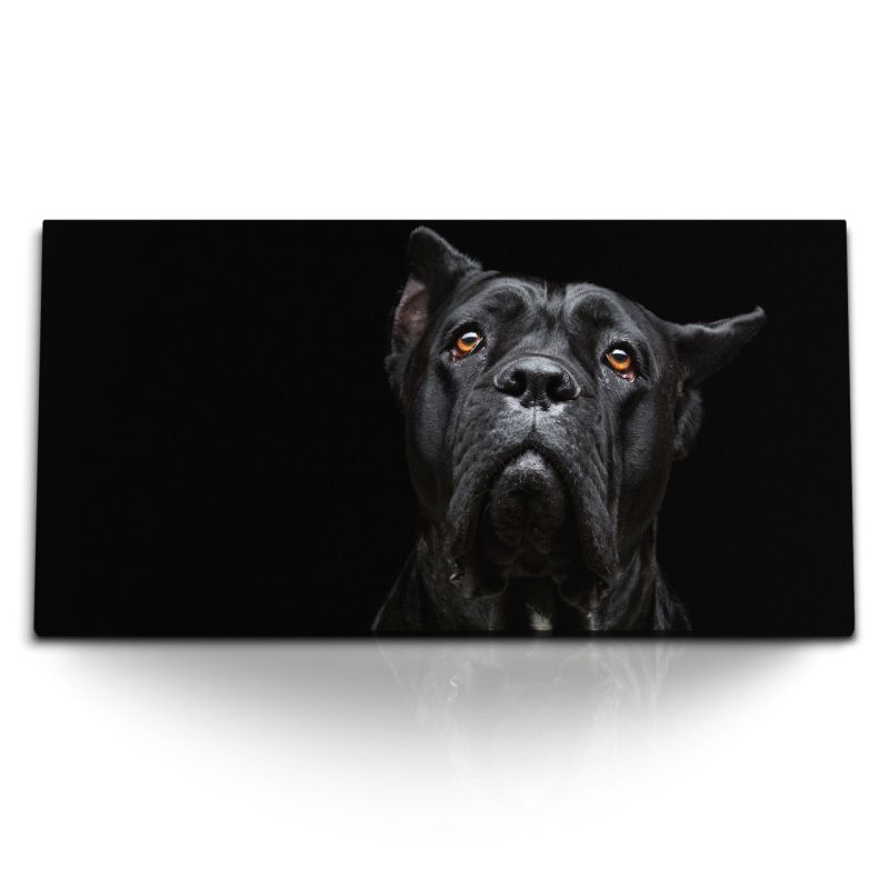 Kunstdruck Bilder 120x60cm Cane Corso Italiano schwarzer Hund Tierfotografie