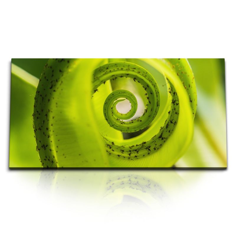 Kunstdruck Bilder 120x60cm Makrofotografie grüne Pflanze Spirale Natur