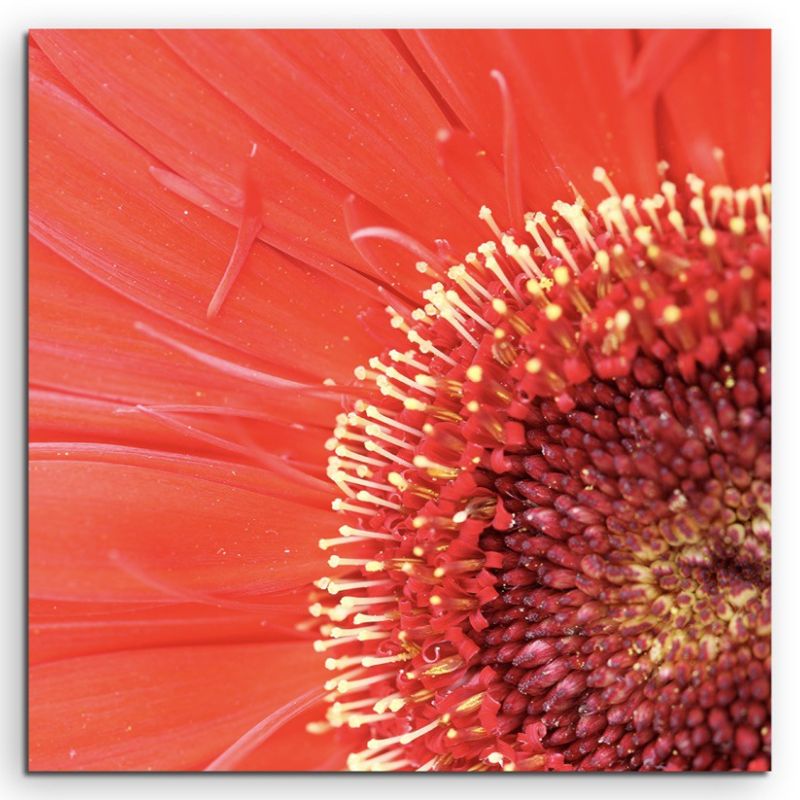 Naturfotografie –  Nahaufnahme einer roten Gerbera Pflanze auf Leinwand