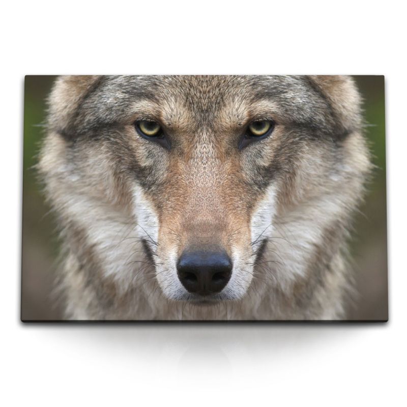 120x80cm Wandbild auf Leinwand Grauer Wolf Tierfotografie Porträt Raubtier