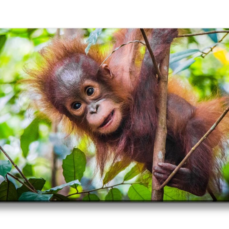 Leinwandbild 120x60cm Kleiner Orang-Utan Baby im Baum Süß Niedlich Lieblich