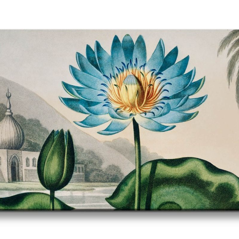 Remaster 120x60cm Blaue Wasserlilie Blume Blüte Illustration Dekorativ Schön