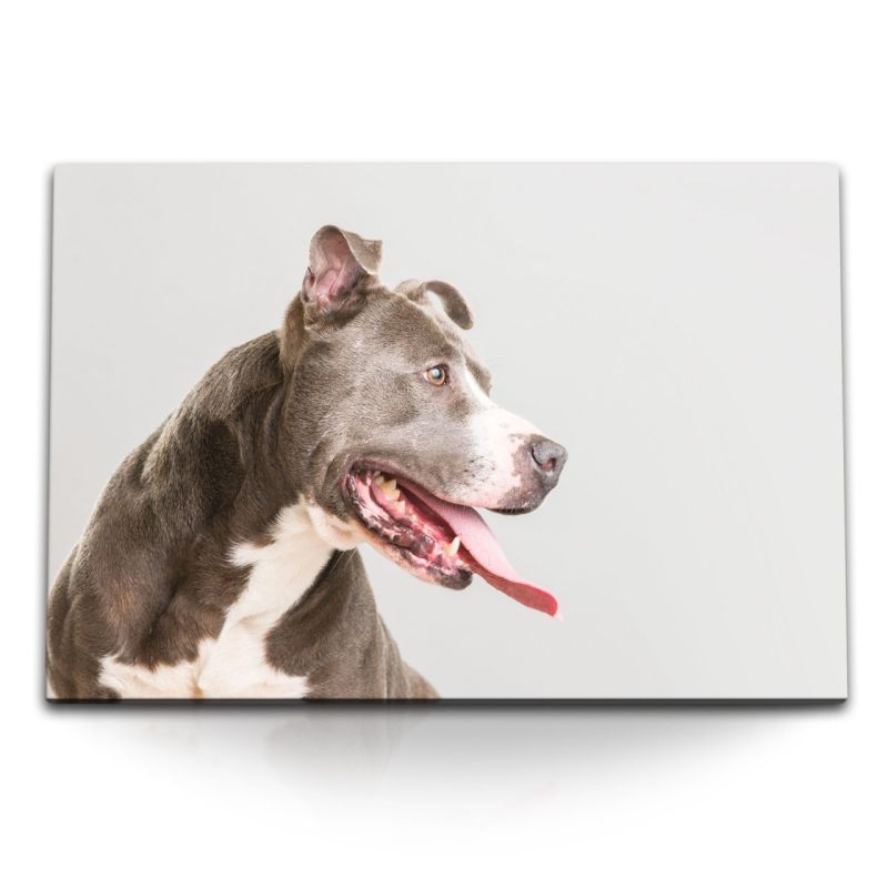 120x80cm Wandbild auf Leinwand Großer Hund Tierfotografie American Staffordshire Terrier