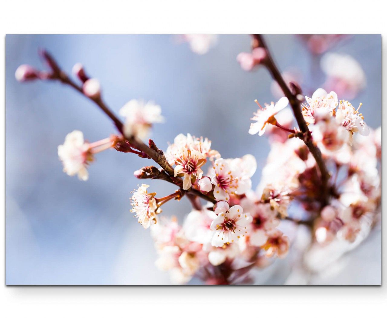 Kirschblüten im Frühling – Leinwandbild