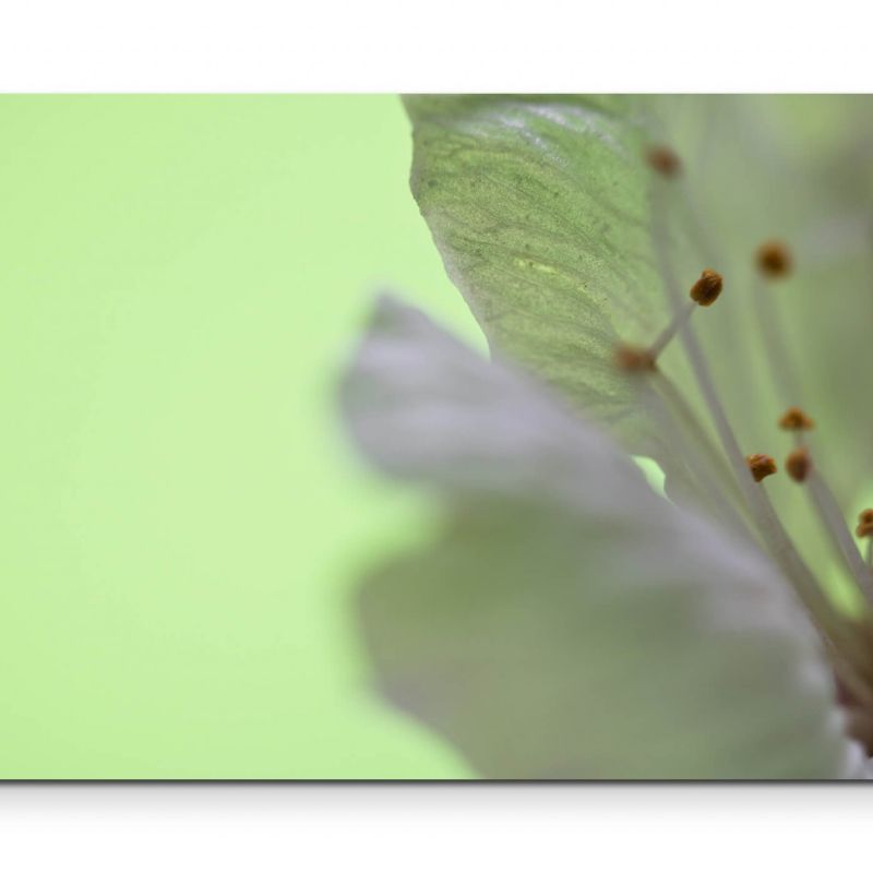 Kirschblüte im Frühling – Leinwandbild