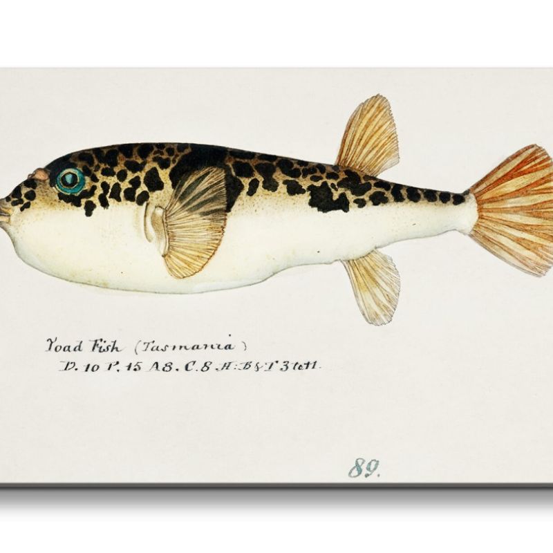 Remaster 120x60cm Alte Illustration Fisch Tasmanien Vintage Dekorativ Kunstvoll