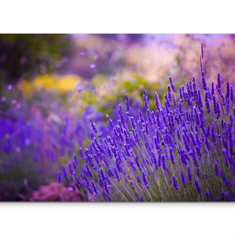 120x80cm Wandbild Lavendel Wiese Blumen Sommer