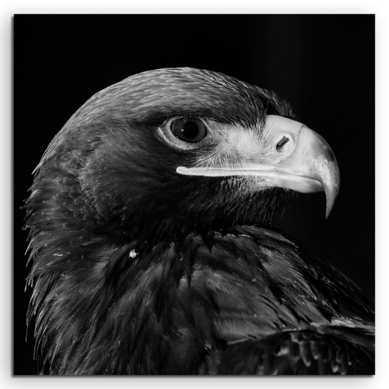 Tierfotografie – Seeadler im Profil auf Leinwand