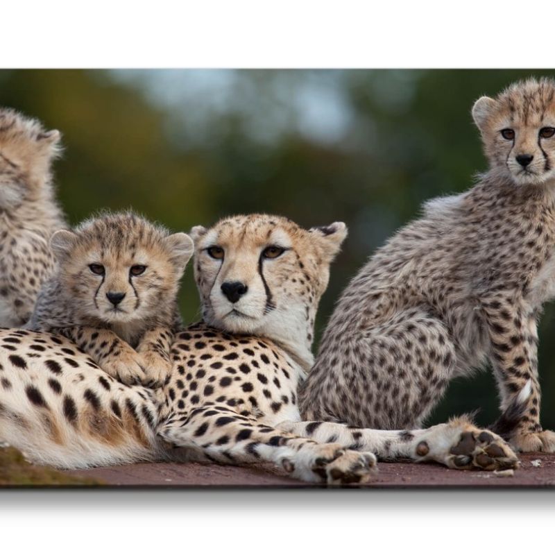 Leinwandbild 120x60cm Kleine Geparden Raubkatzen Afrika Wildnis Katzen