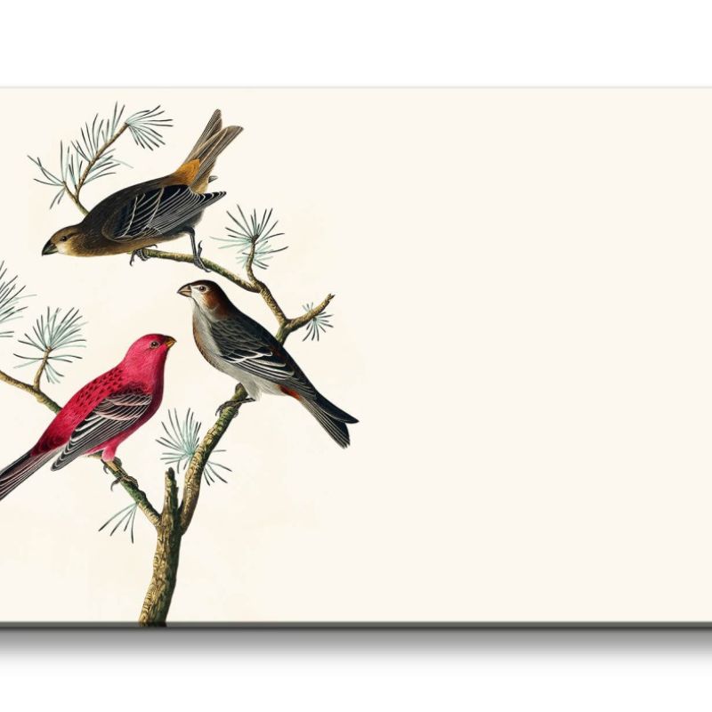 Remaster 120x60cm Kunstvolle Vintage Illustration von Vögel Exotisch Schön Natur Dekorativ