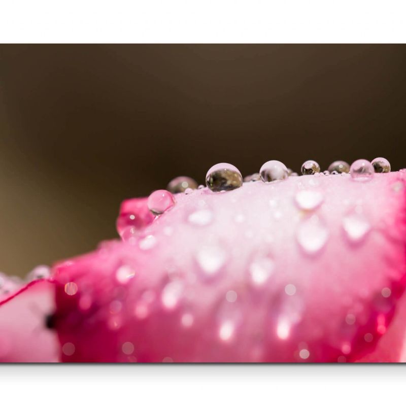 Wassertropfen + Rosenblüte – Leinwandbild