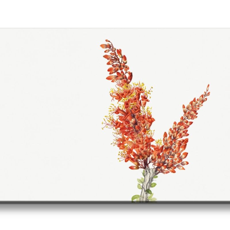 Remaster 120x60cm Botanische Vintage Illustration Ocotillo wunderschöne Blüten Minimal