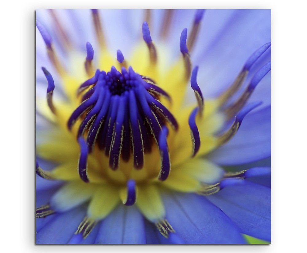 Naturfotografie –  Gelb blaue Lotusblüte auf Leinwand