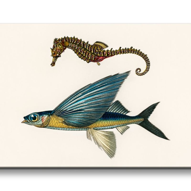 Remaster 120x60cm Alte Illustration Seepferdchen fliegender Fisch Dekorativ