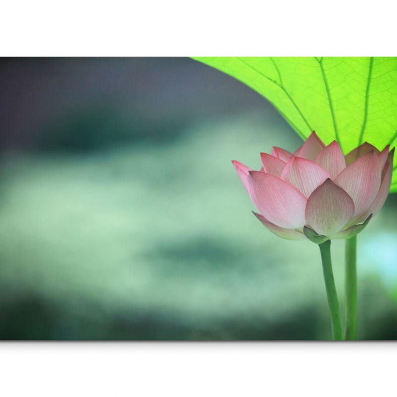 120x80cm Wandbild Lotus Blüte Blatt