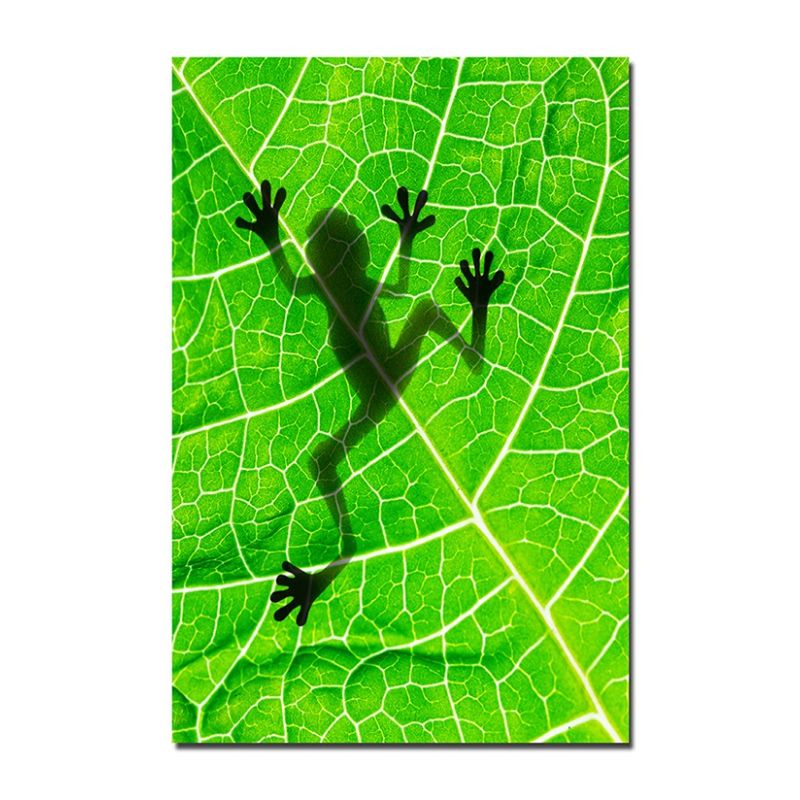 120x80cm Frosch Blatt Schatten