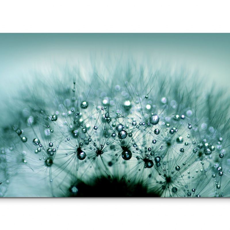 120x80cm Wandbild Pusteblume Löwenzahn Wassertropfen Nahaufnahme