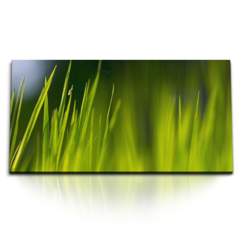 Kunstdruck Bilder 120x60cm Gras Wiese Grashalme Grün Natur