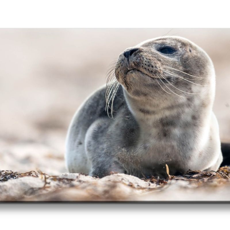 Leinwandbild 120x60cm Kleine Robbe Süß Tierfotografie Flauschig Lieblich