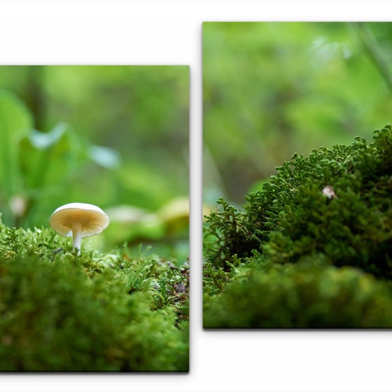 Pilze Wandbild in verschiedenen Größen