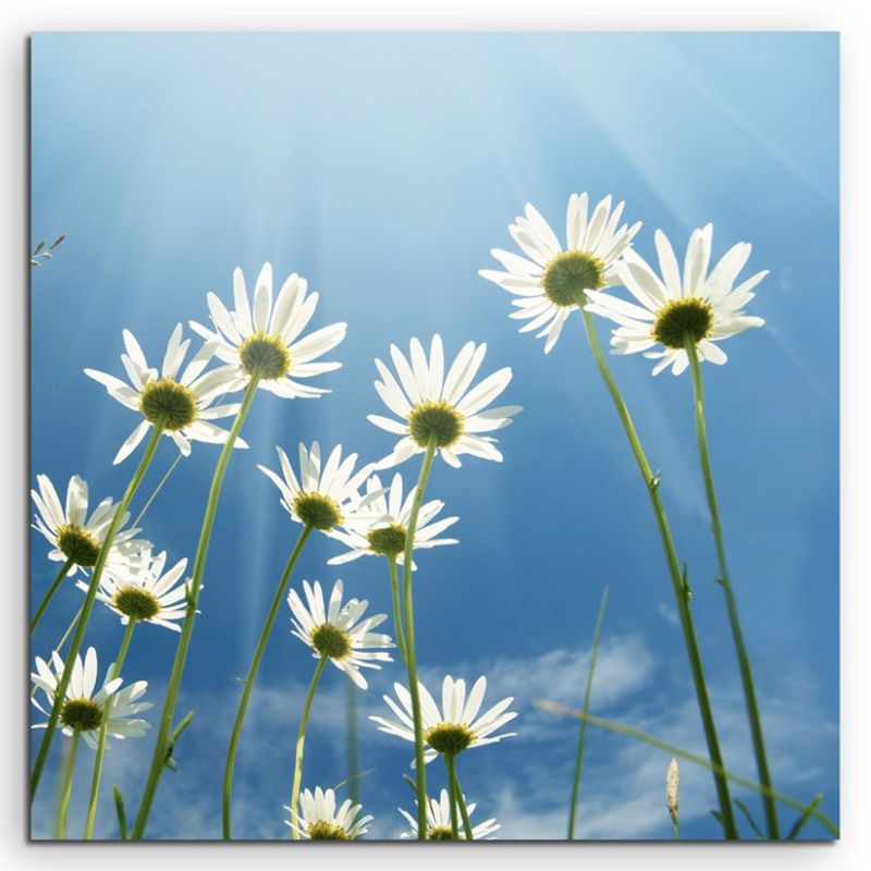 Naturfotografie –  Gänseblümchen mit Himmel auf Leinwand